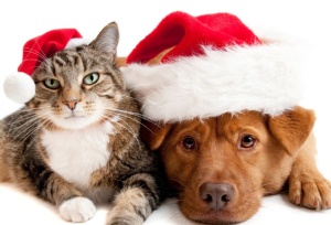 Cat and Dog with Santas Claus hats on white background